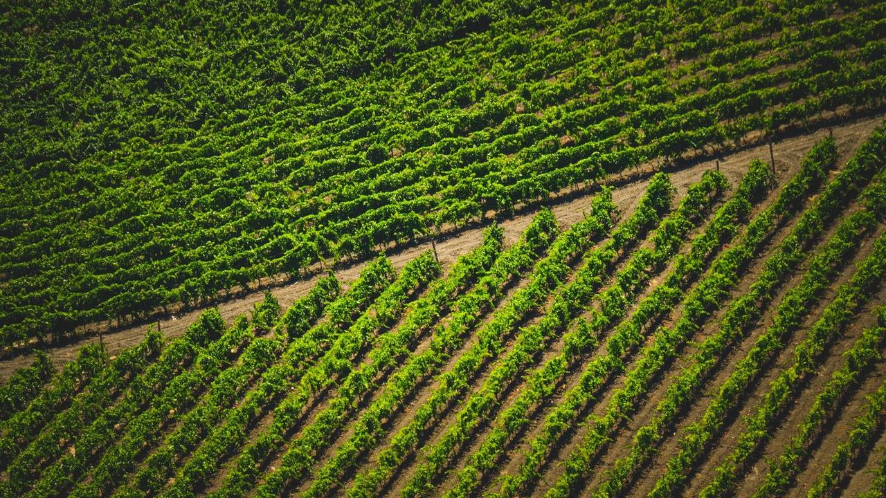 Vineyard rows from above